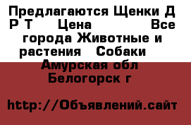 Предлагаются Щенки Д.Р.Т.  › Цена ­ 15 000 - Все города Животные и растения » Собаки   . Амурская обл.,Белогорск г.